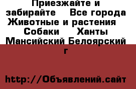 Приезжайте и забирайте. - Все города Животные и растения » Собаки   . Ханты-Мансийский,Белоярский г.